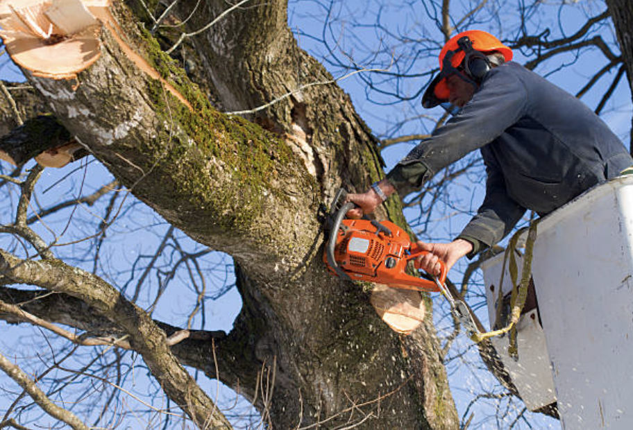 tree pruning in Haigler Village